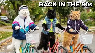 Back to the 90s 🐾 Simple Life, Pure Joy | Cats Nostalgia Story