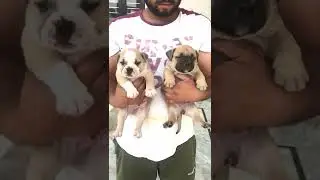 American bully pair for sale || Pitbull Free Adoption Puppies in India 2022