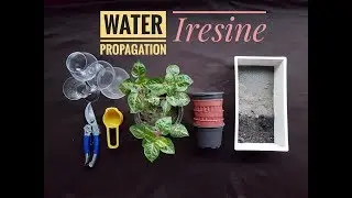 How To propagate Iresine herbstii in water.