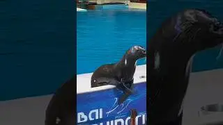 Seal Clapping Hands | Seal Show | #seal #funny #cute #animals #nature #dubai