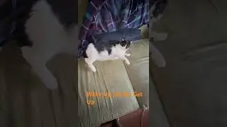 Кошка из стаи лап