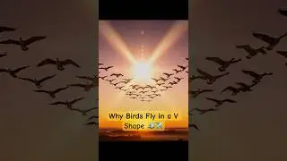Why Birds Fly in a V Shape 🐦✈️ #ScienceInShort  #science #animalintelligence