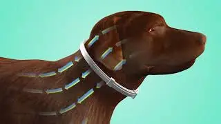 Bayer Seresto Dog Collar