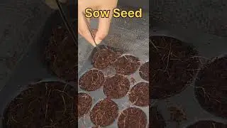 Sow seed in pro tray filled with cocopeat  #agriculture #hydroponicfarming #farming #soillessfarming