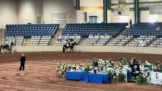 Tennessee Walking Horse Trail Pleasure Racking. Whoa International 2025.