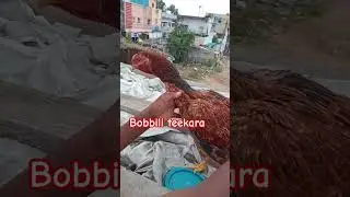 bobbili teekara|| the rise of bobbili teekara||