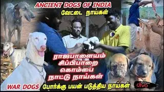 ₹6000 ரூபாய் முதல் ராஜபாளையம் / கன்னி / கொம்பை நாட்டு நாய்கள் | Taste With Ibrahim
