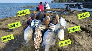Mancing Pinggiran, Strike Ikan Baronang, Ikan Elak dan Banyak Lagi!!! | Shoreline Fishing