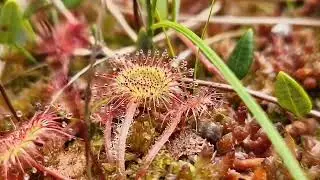 For nice background music & beautiful nature for looping video