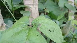 📽️ Macro of a Long-Legged Black Gnat or Fly on a Large Green Leaf in a Jungle Garden Setting 1