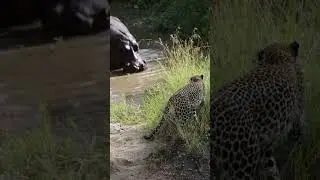 🎬LEOPARD and a HIPPO