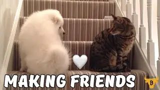 Making Friends 🧡