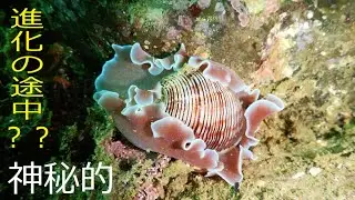 不思議な生き物 /ミスガイHydatina physis (Linnaeus, 1758)　Green-lined Paper Bubble  葉山 Hayama Natural Aquarium4k
