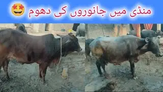 Nili Ravi Buffalo and Cows for sale|Buffalo dairy farming|Maweshi Mandi Punjab Pakistan