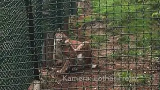 Urlaubstipp LUCHSGEHEGE RABENKLIPPE