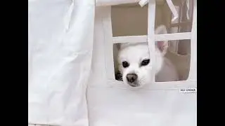 강아지 약먹이기 눈치싸움ㅋㅋ