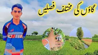 Gaon Ki Faslain Aur Apna Ghar 🌾🏡 | Desi Vlog
