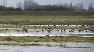 Waders and wildfowl at RSPB Frampton Marsh
