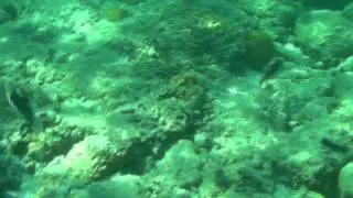 Underwater at Minamisaki, Hahajima pt. 2