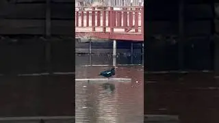 Duck Surfing USA😆 #ducklife #ducks #outdoors #nature #naturelovers #mybigtidyup #youtubeshorts #hal