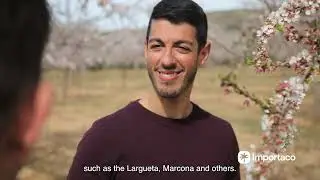 El origen de la almendra | Importaco frutos secos