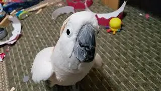 Bird Lips Getting In Trouble