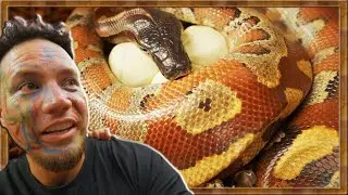 EPIC BLOOD PYTHON ON EGGS