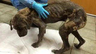 Dog's Amazing Transformation With Severely Mange After Rescue