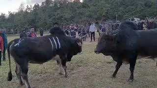 SYANG DUNG U KAST 🙂 SYANG DUNG MA SHREK MYNTA KA SNGI HA NONGKYNRIH