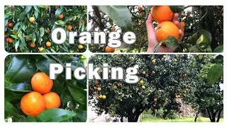 Let's Pick Some Oranges │Organic Oranges │SYNC with US 🔗 │ Part - 1