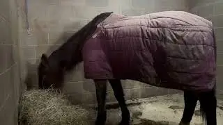 Grayson’s quarantine is over and we are picking him up Sunday!! Horse saved from slaughter truck!!
