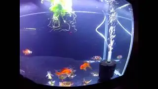 New goldfish rescue!!