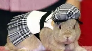 Rabbit Funny Gif Video  ||  Funny Rabbit Jokes