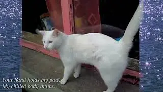 Every pet in this video except the sleeping dog is dead / Visual Art Film (pet loss) 