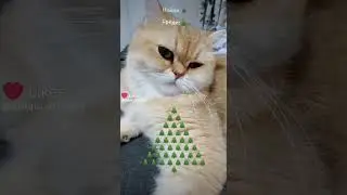С наступающим #youtubecat #попадуврек #популярное #котики #рек #смешное