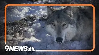 Colorado identifies causes of death for 2 female gray wolves