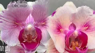 Phal. Fairy Necklace 🧚 от SonYa и последствия отсутствия электроэнергии и тепла для орхидей ❄️🥀