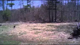 Gobbler fighting - 
