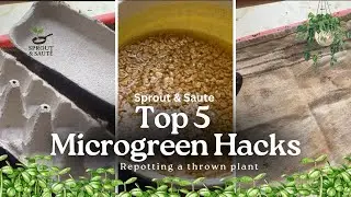 5 Microgreen Hacks for Bigger & Faster Harvest | Microgreens Tips | आसान माइक्रोग्रीन ट्रिक्स 🌱