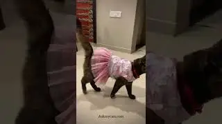IS IT OKAY TO DRESS UP CATS IN FASHIONABLE CLOTHES? OR ITS CRUELTY? #cat #catdress #catlover