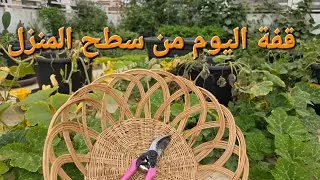 جولة تفقدية وجني الخضروات الناضجة من مزرعة السطح