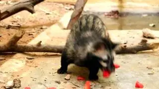 Its mealtime for our civet cat