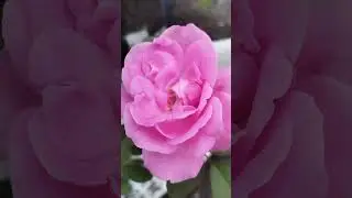 மஜாவா இருக்குற  பஞ்சு மிட்டாய்#flowers #youtubeshorts #nature #garden #short