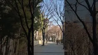 Flute Concerto in D Major, K. 314/285d: 1. Allegro apertoㆍIrena GrafenauerㆍNeville MarrinerㆍMozart