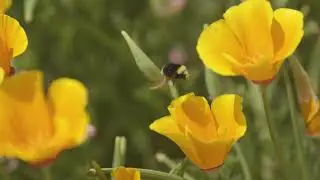 MCGives 2021 | Big Sur Land Trust