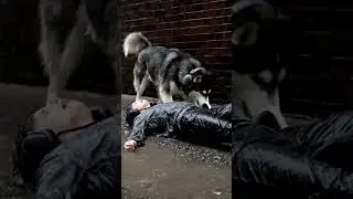 Dog Saves a Boy from Electric Shock! 🐶⚡👦🔥 #dog #boy #rescue #viralshorts #aishorts