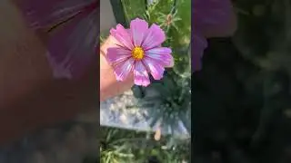 Blume f&uuml;r dich Schmuckk&ouml;rbchen