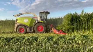 Claas Jaguar 930 HEMP CAT in actie in Sint-Truiden  #Optiland 