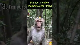 Monkeys #funny #funny #ranking #baby #cute #cute #tiktok #satisfying #shorts #money #foryou #fyp
