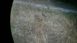 Cierlik Emberiza cirlus